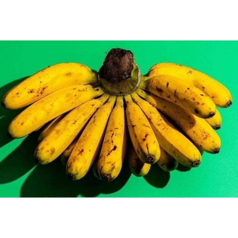 

PISANG BARANGAN 1 SISIR/BUAH PISANG BARANGAN MEDAN FRESH