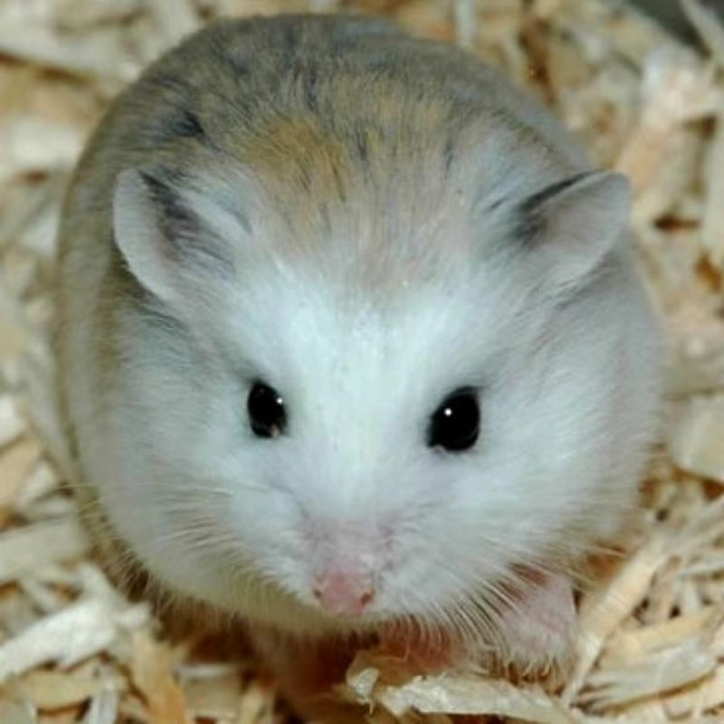hamster roborovsky Surabaya