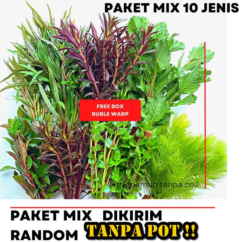 Paket Tanaman Aquascape 100 batang mix