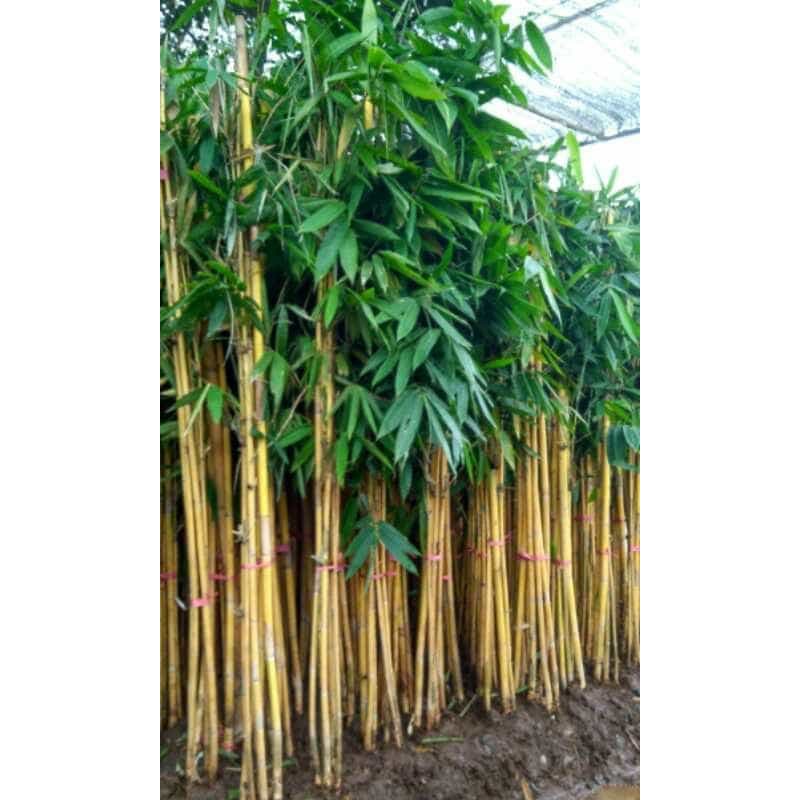 pohon bambu panda | bambu kuning