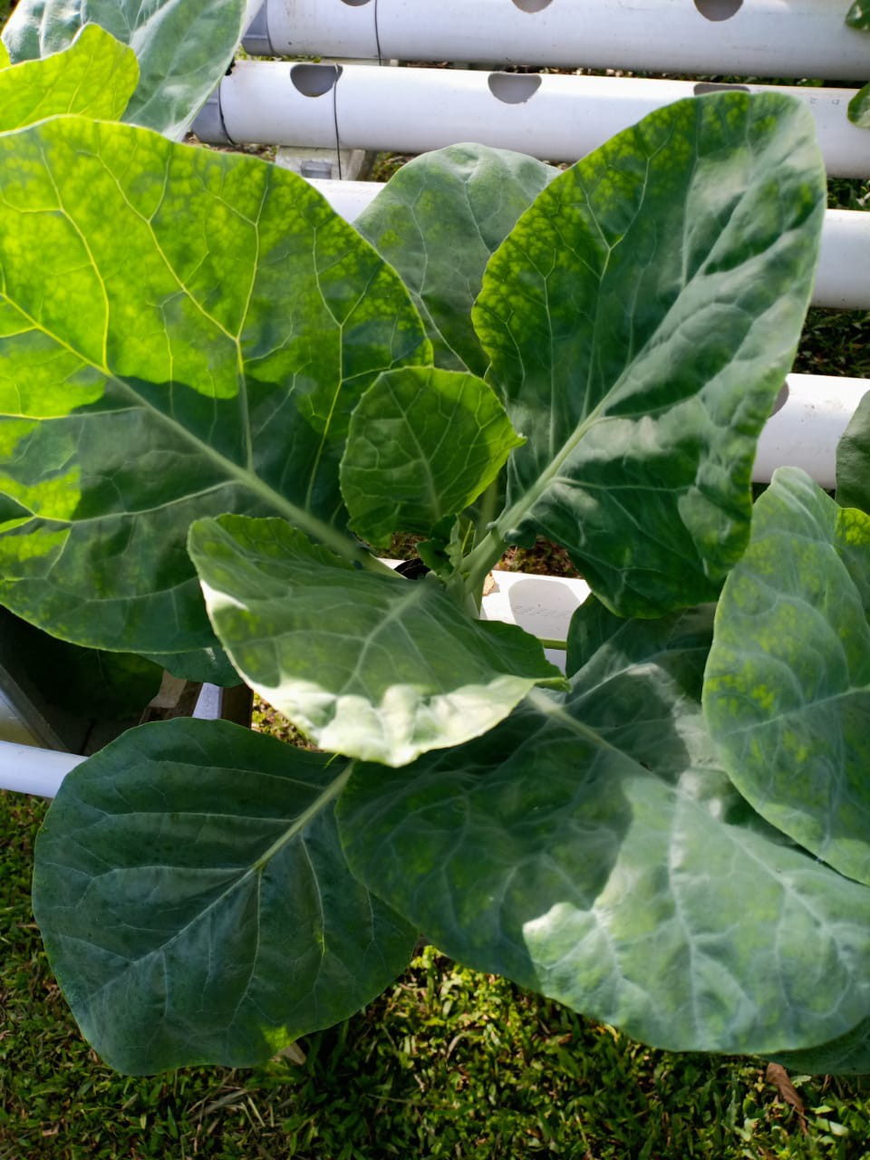 Nutrisi Ab Mix Hidroponik Paramudita Nutrient - Sayuran Daun 5 Liter