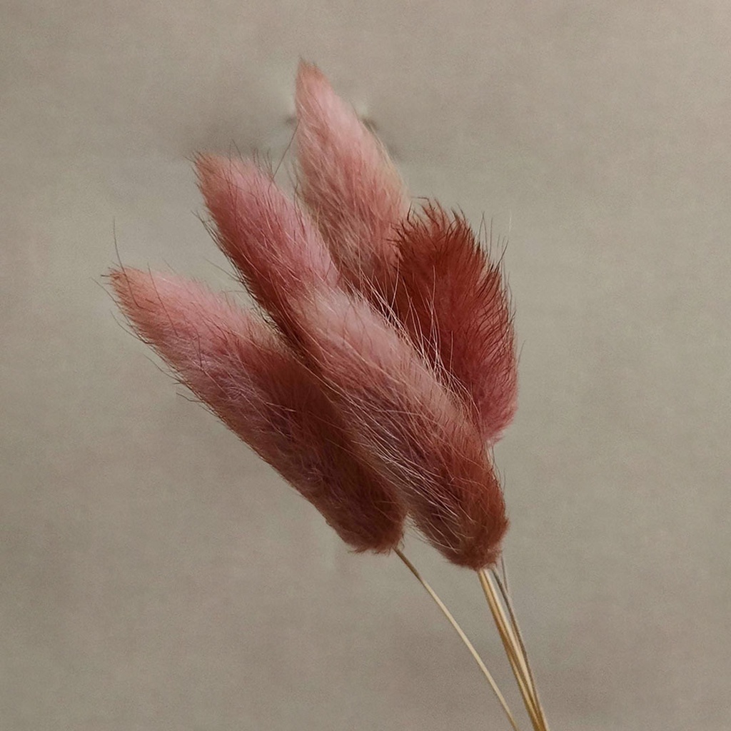 Dried Flower Candy Colour Lagurus/ Rabbit Tail Bunga Kering Import Asli Dekorasi Hias Buket