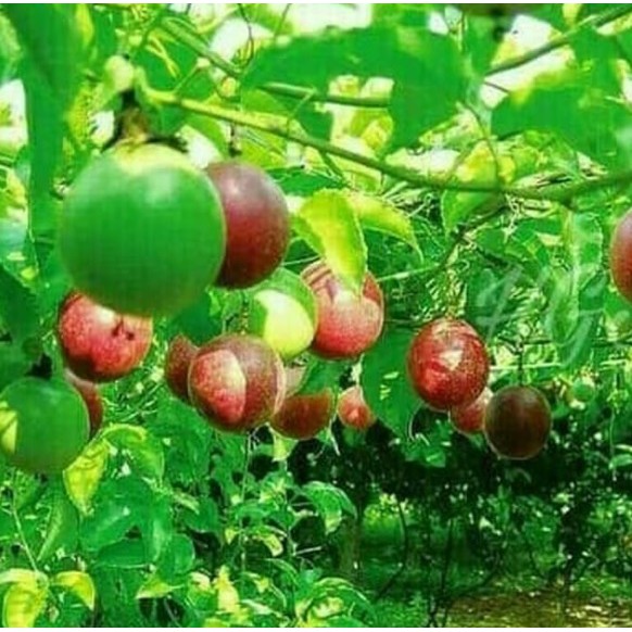 Bibit Markisa Merah / Markisa Manis