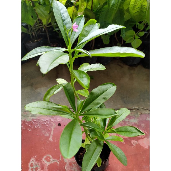 Bibit Tanaman Ginseng Jawa - Pohon ginseng jawa (obat herbal)