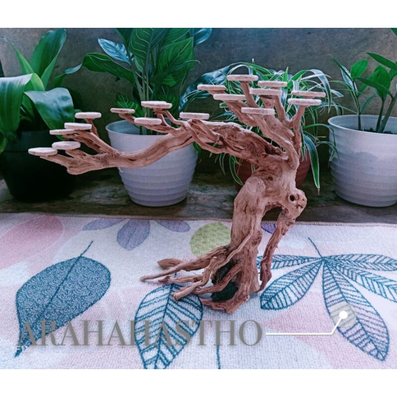 Bonsai Aquascape Doyong