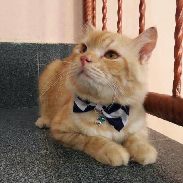 Dasi kucing lucu / aksesoris kucing / baju kucing / dasi kupu-kupu