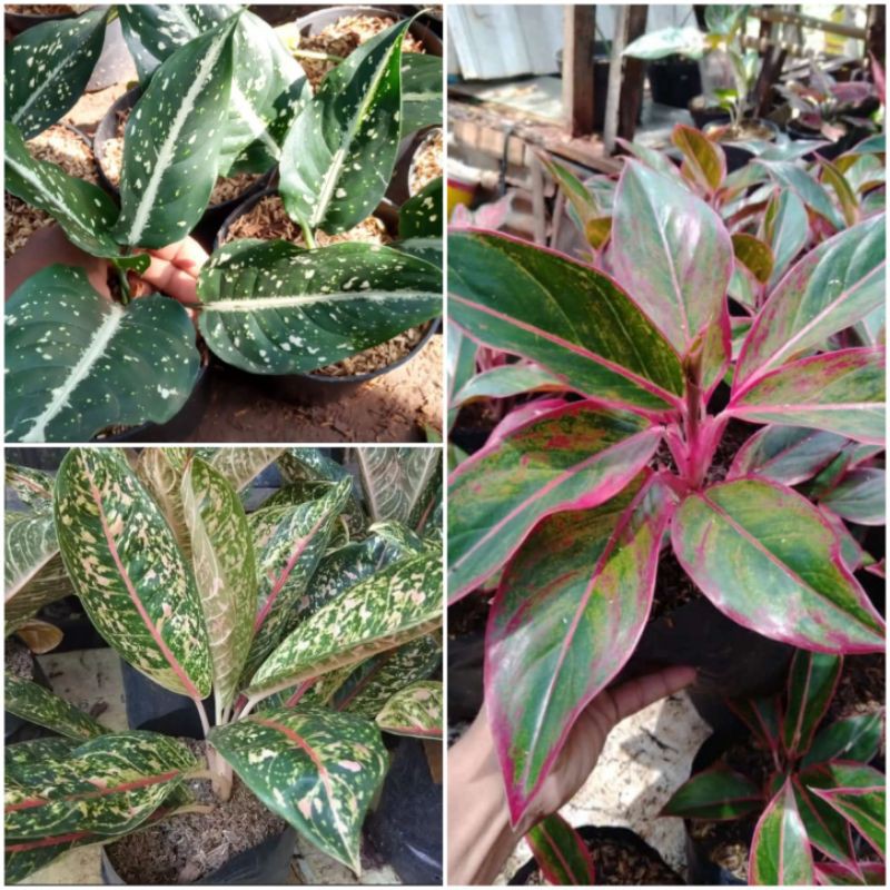 paket 3 aglonema -tanaman hias aglonema