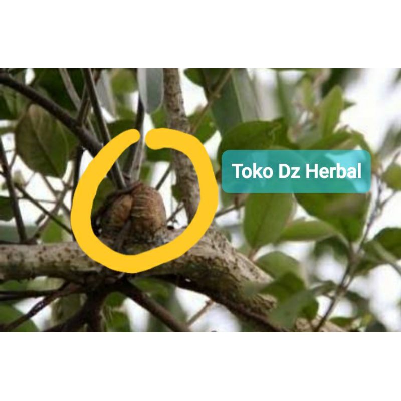 

Akar benalu jeruk bali / ranting benalu jeruk segar 200 gram-az