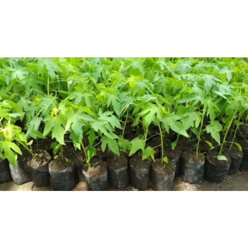 bibit pepaya California unggul