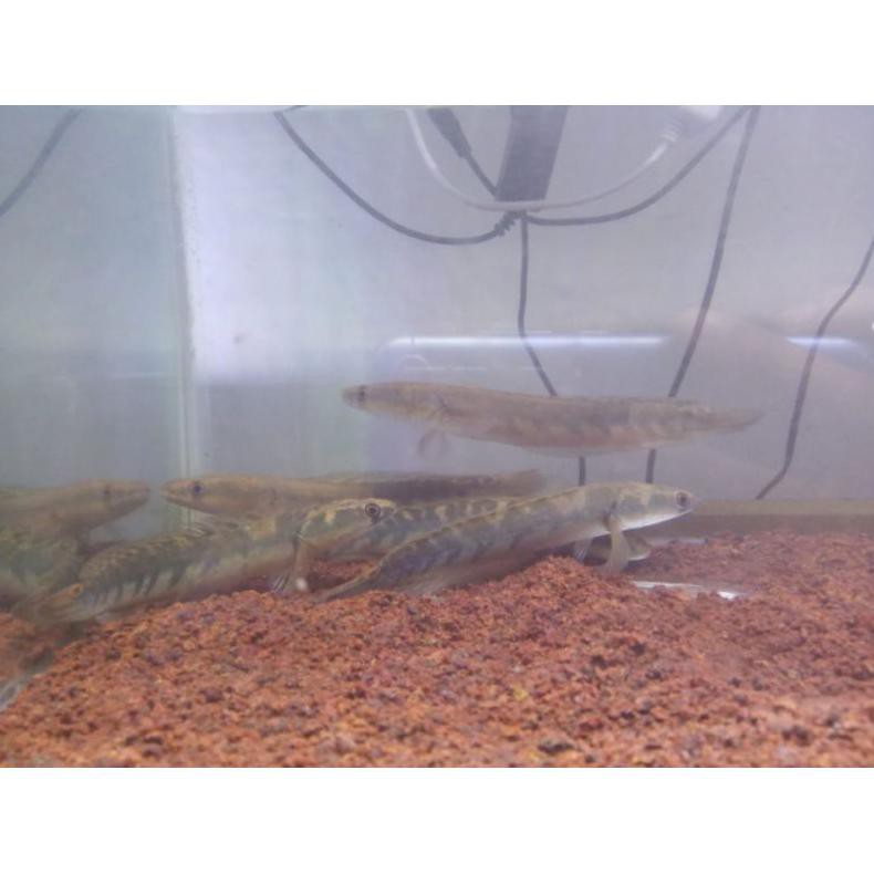 Ready Channa Chana Maru Yellow Sentarum Ys / Ikan Gabus Hias Size 17-20 Cm