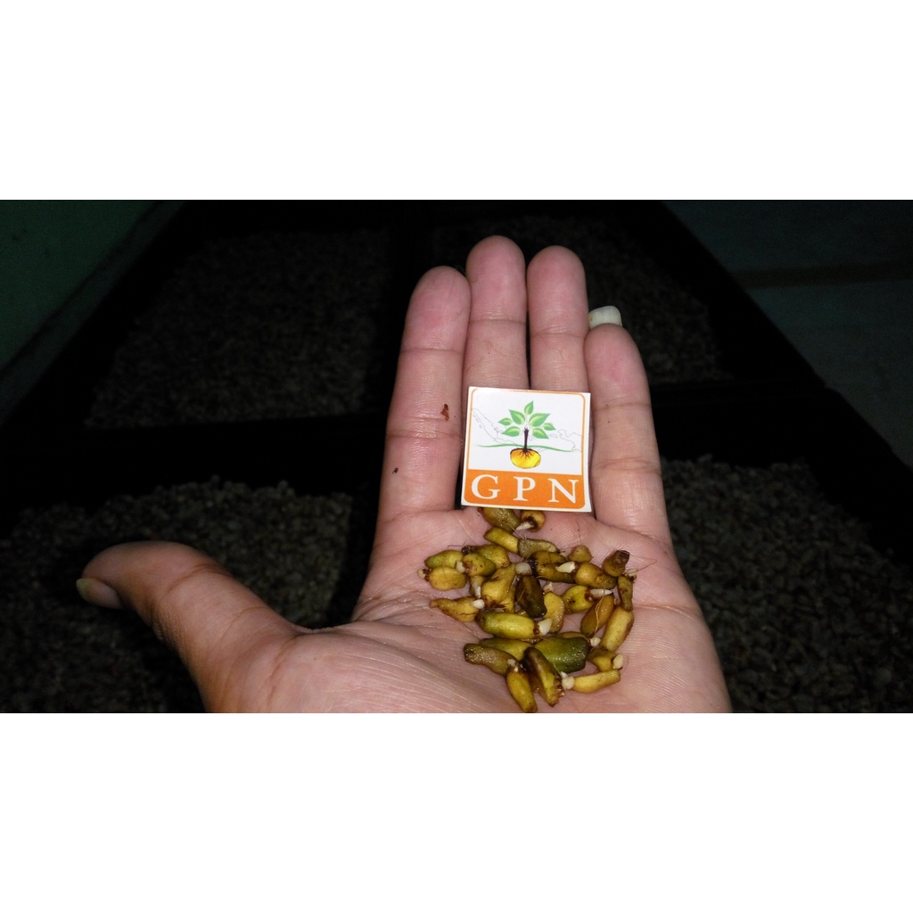 Spora porang tunas