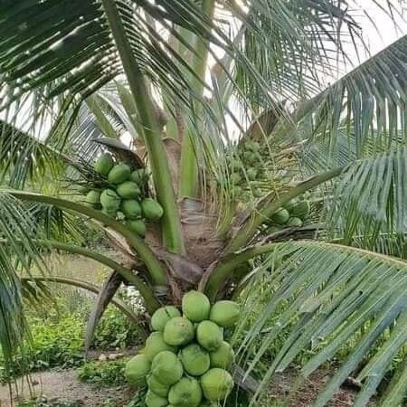 bibit kelapa hibrida genjah