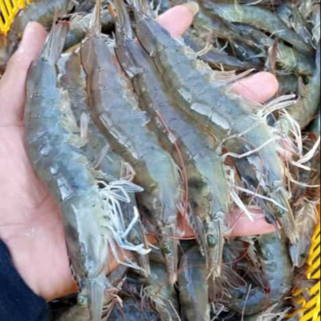 

Udang segar