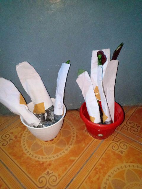 Tanaman Hias Melati Yasmin - Melati Yasmine - Melati Jasmine - Bunga Melati - Melati Jasmin