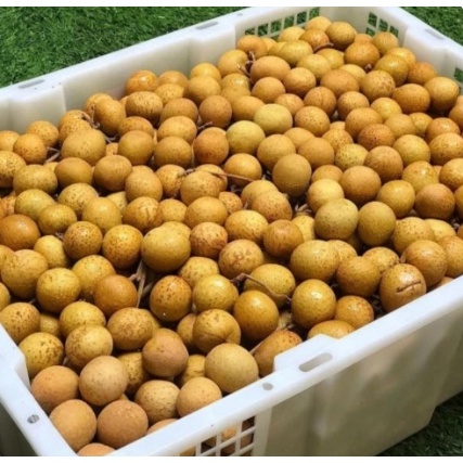 

Kelengkeng 1 Tray isi 10 Kg