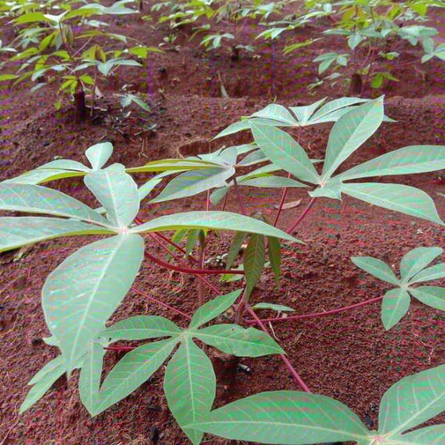 

Bibit pohon sinkong apuy