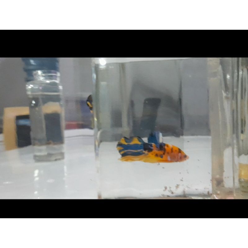 Paket Cupang Indukan Grade