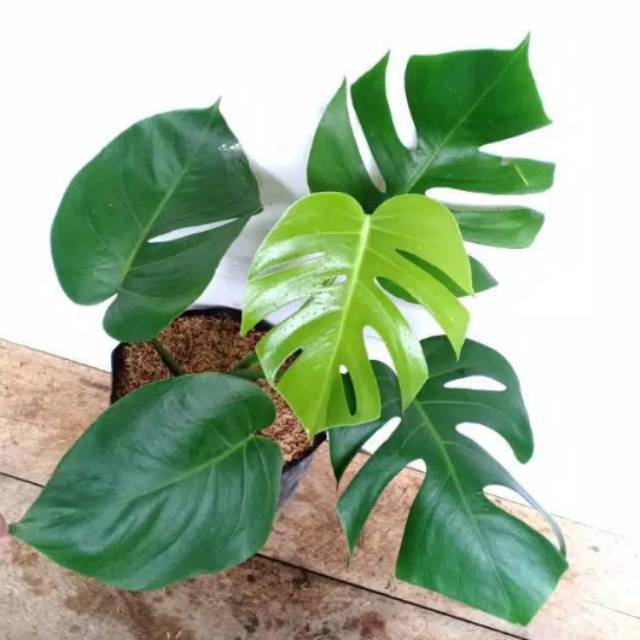 Tanaman hias monstera deliciousa - tanaman hias monstera