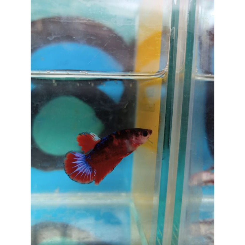 ikan cupang black koi