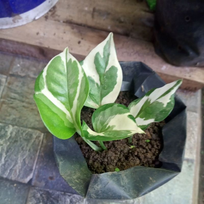 tanaman hias sirih belanda