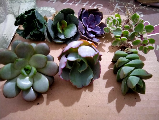 Sukulen Dan Kaktus Mini (echeveria ‘crinoline Ruffles’)