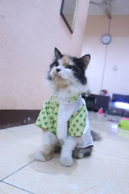 Baju kucing lebaran murah harga terbaru 2020 motif kotak-kotak hijau size S M L XL