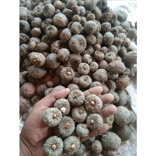 BIBIT PORANG ISI 10-70 PERPACK ECER BIBIT UMBI PORANG 1kg
