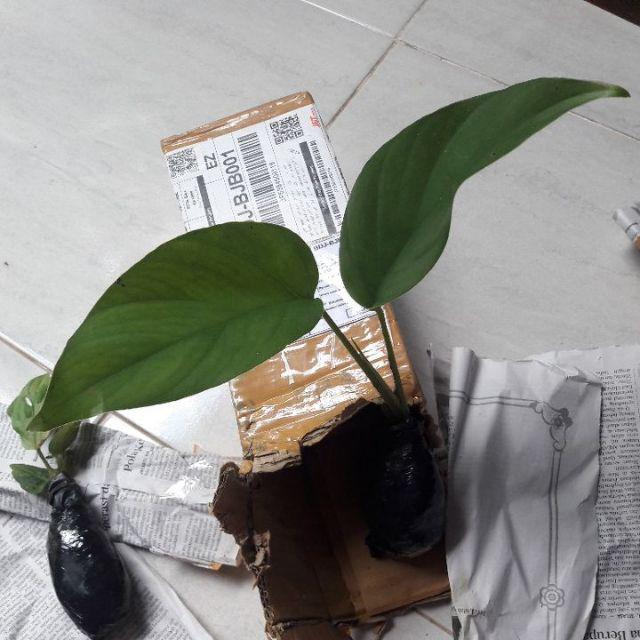 Pohon Mostera | Tanaman Hias Mostera