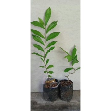 Bibit bahan bonsai Serut semai biji