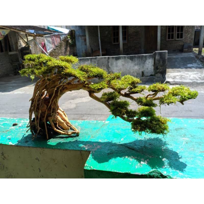 bonsai lengkung aquarium aquascape