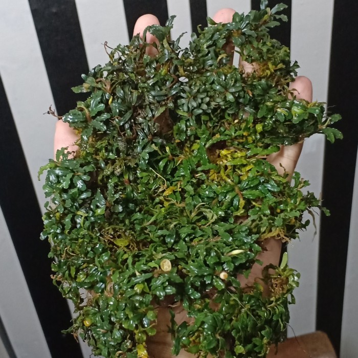 Bucephalandra Mini & Micro Mix (Buce/Buche) - 17 X 12 Cm