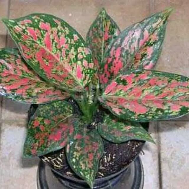 PROMO READY STOK Aglonema venus - pohon aglonema venus - tanaman aglonema venus