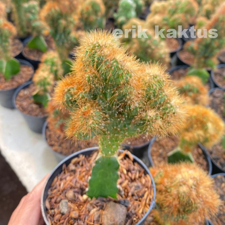 Kaktus Karang Cereus Jamacaru - Bonus Pot