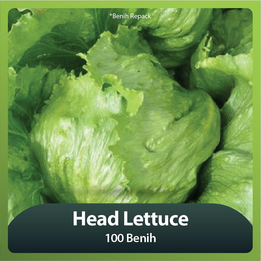Head Lettuce - 100 benih