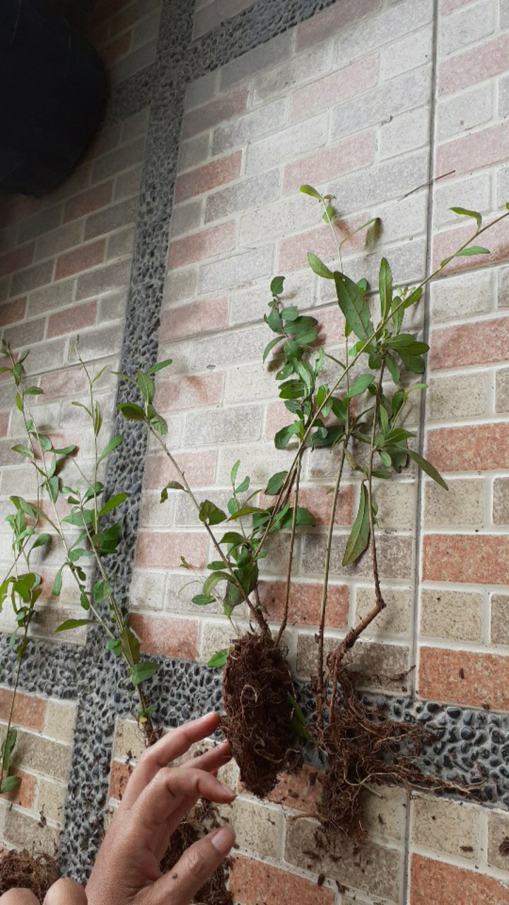 Tanaman Hias Pagar Lee Kwan Yew Per Polibag