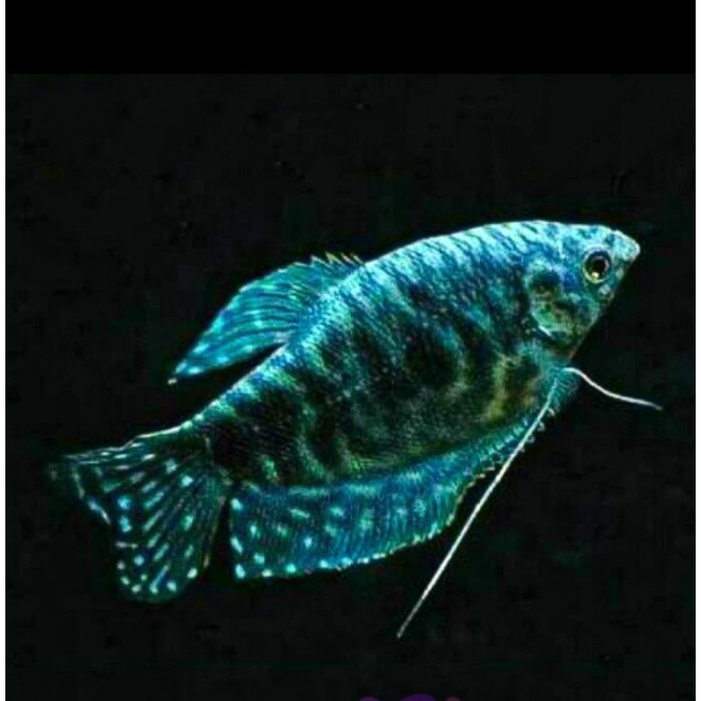 ikan sepat batik biru