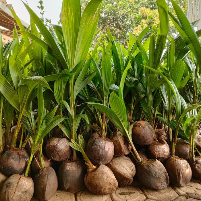 Bibit kelapa wulung / kelapa hijau wulung / kelapa ijo asli 1000%