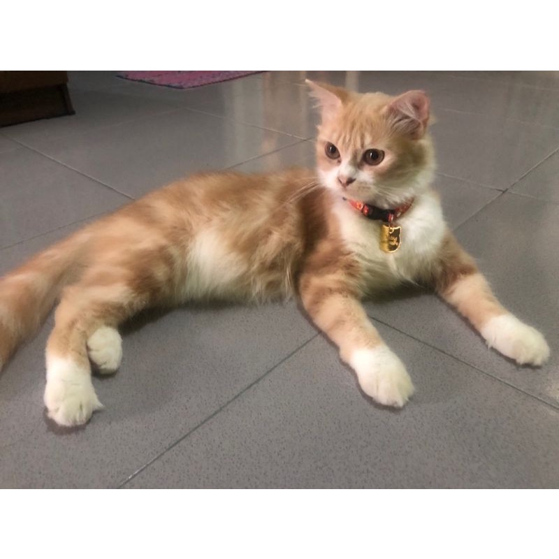 KALUNG KUCING /ANJING DENGAN NAMA DARI AKRILIK PLUS LONCENG