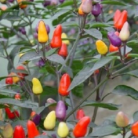 Bolivian Rainbow ll Cabe Unik