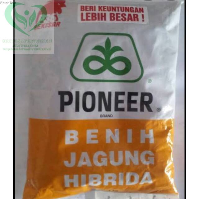benih jagung P36 BEKISAR 1kg