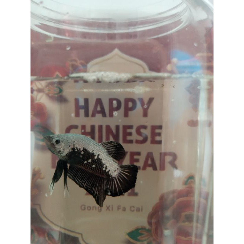 Ikan Cupang Black Samurai