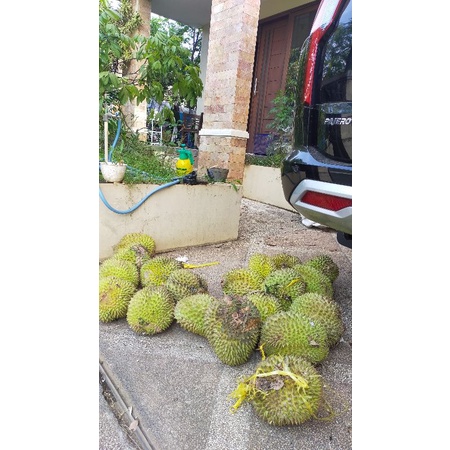 

durian kasur