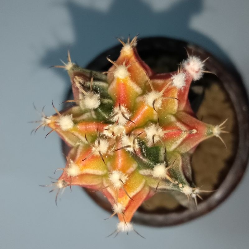 kaktus mini - Gymnocalycium Mihanovichii ( Milo / Starfire )
