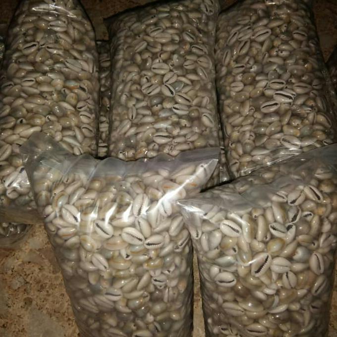 

Biji congklak Kerang Asli kiloan 1 kg