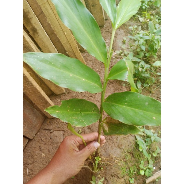 Bibit kapulaga hibrida siap tanaman [beli5gratis2]