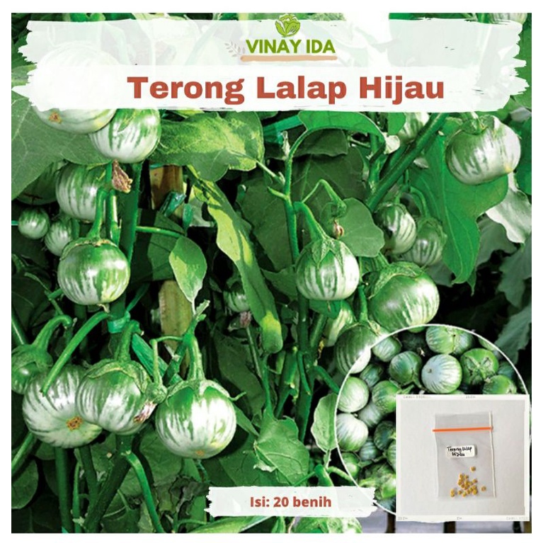Benih bibit terong lalap hijau