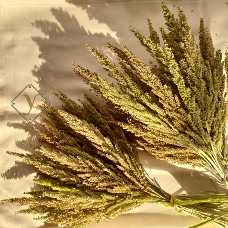 [GROSIR 25 tangkai] Jawan/Dried Flower Local Aesthetic/Bunga Kering Lokal/Rumput Kering/Dekor Rustic