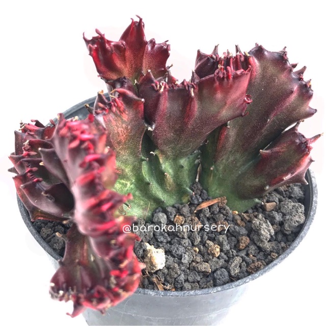 Tanaman Euphorbia | Euphorbia Lactea Crested Red Rare