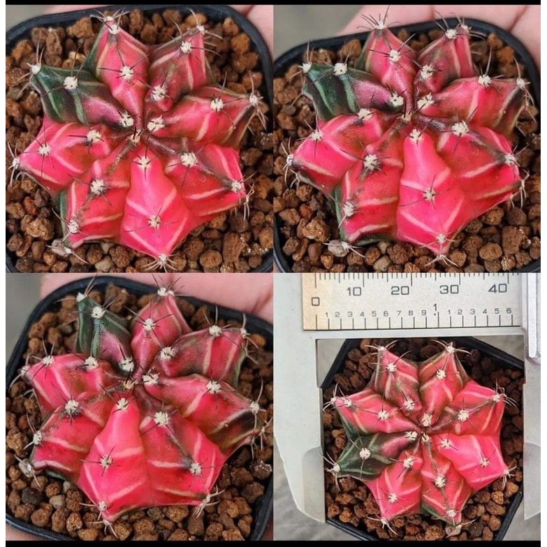 Gymno Miha hybrid variegata merah