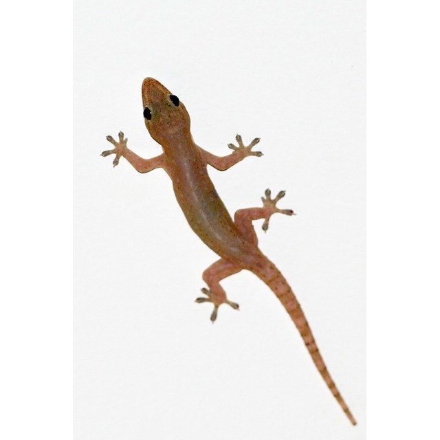 Fish Food Predator Ikan Cicak Hidup Termurah Makanan Channa Arwanna Toman